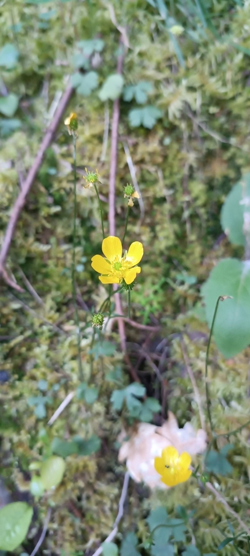 Ranunculus ollissiponensis photo 7