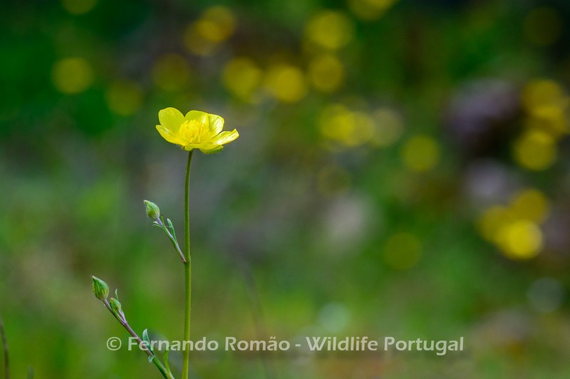 Ranunculus ollissiponensis photo 8