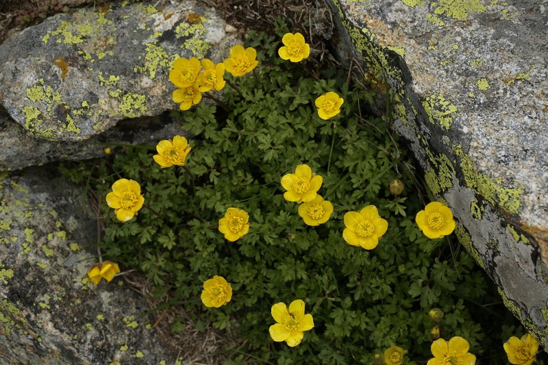 Ranunculus ollissiponensis subsp. alpinus