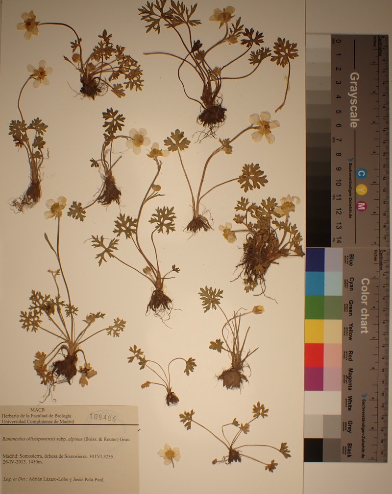Ranunculus ollissiponensis subsp. alpinus photo 2