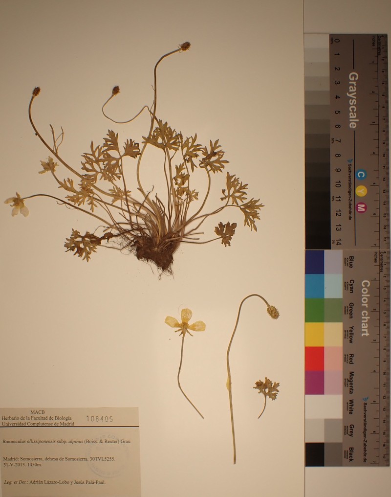 Ranunculus ollissiponensis subsp. alpinus photo 3