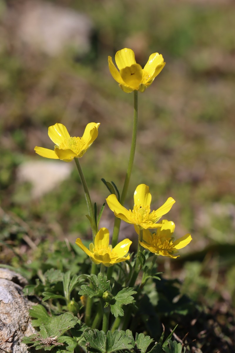 Ranunculus ollissiponensis subsp. ollissiponensis