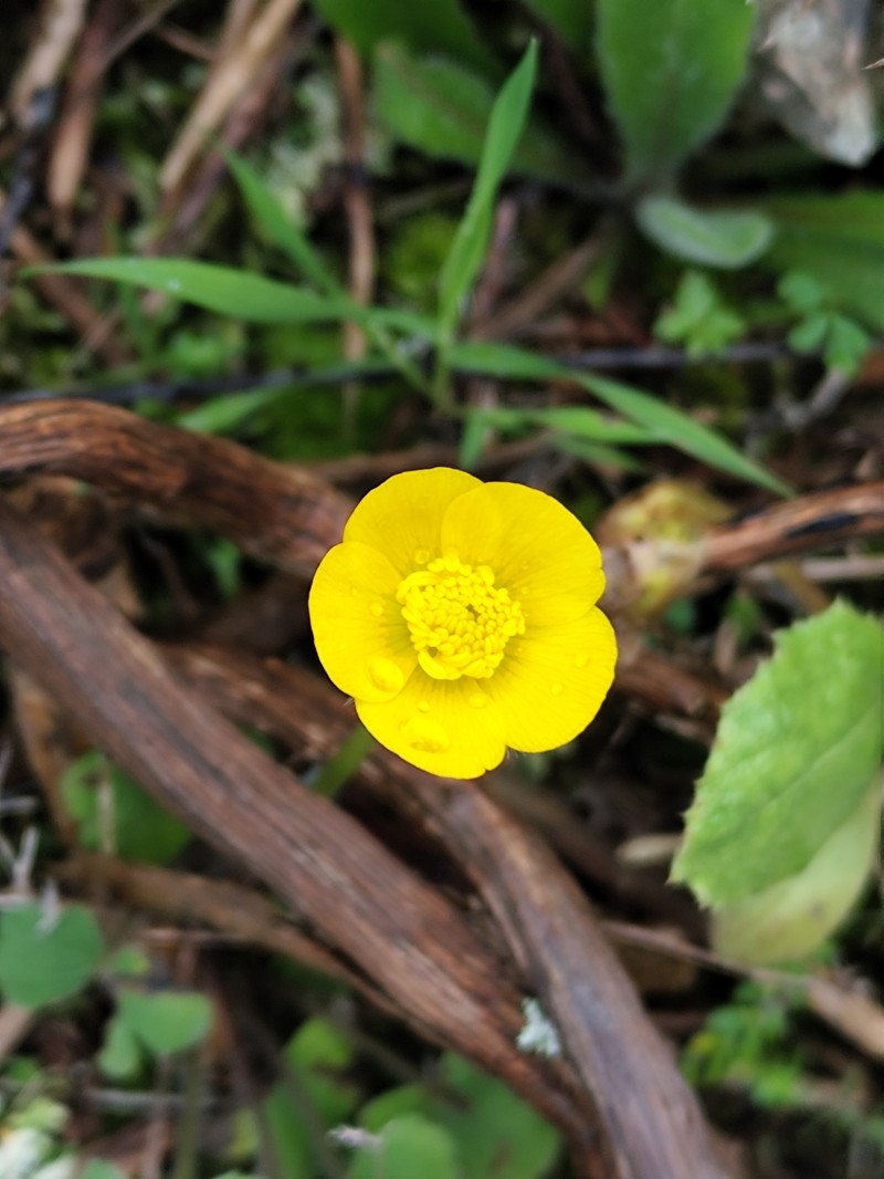 Ranunculus ollissiponensis subsp. ollissiponensis photo 2