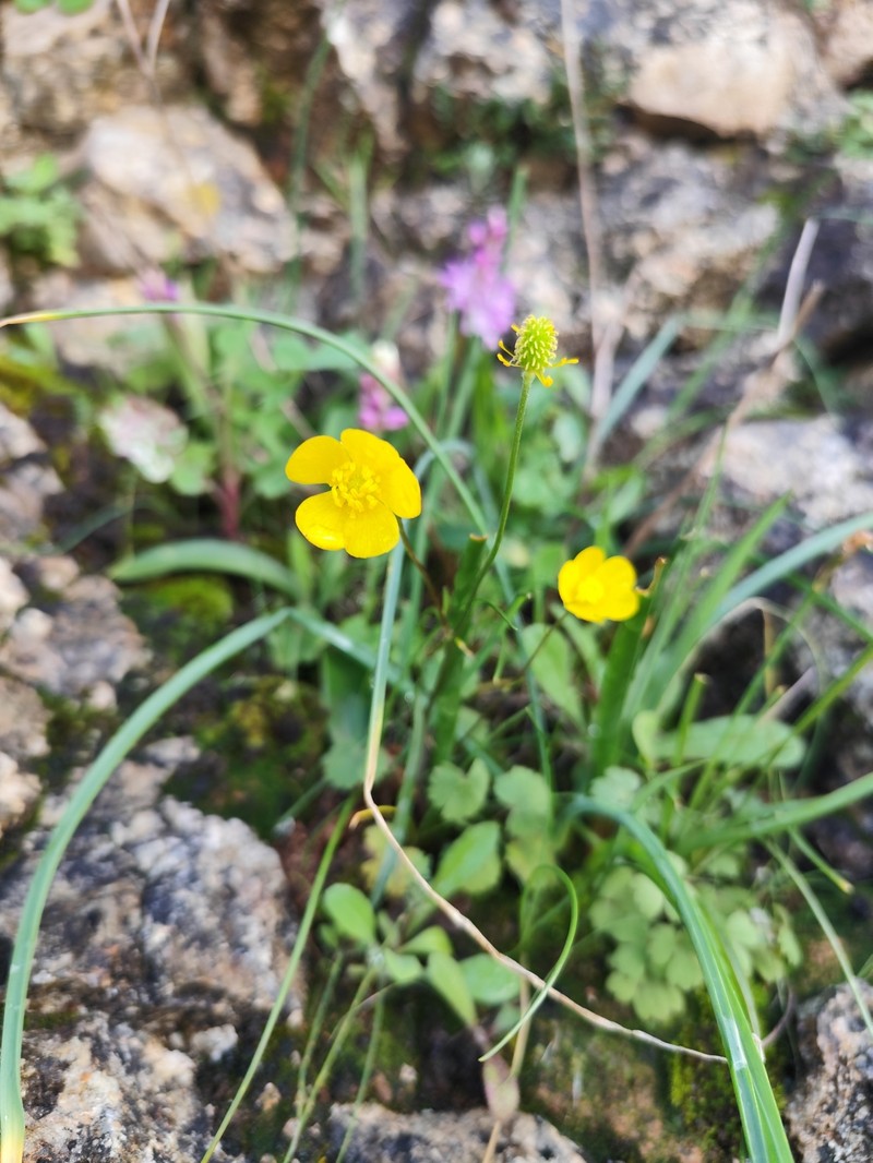Ranunculus ollissiponensis subsp. ollissiponensis photo 3