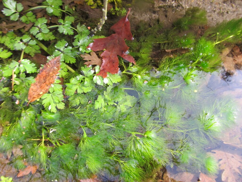 Ranunculus ololeucos