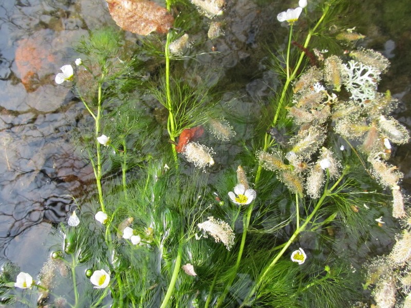 Ranunculus ololeucos photo 2