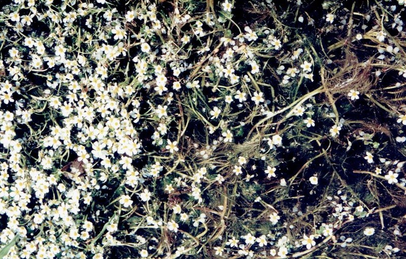 Ranunculus ololeucos photo 4