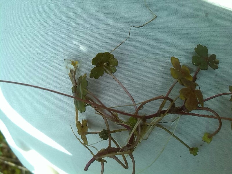 Ranunculus ololeucos photo 5