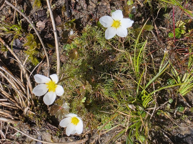Ranunculus ololeucos photo 6