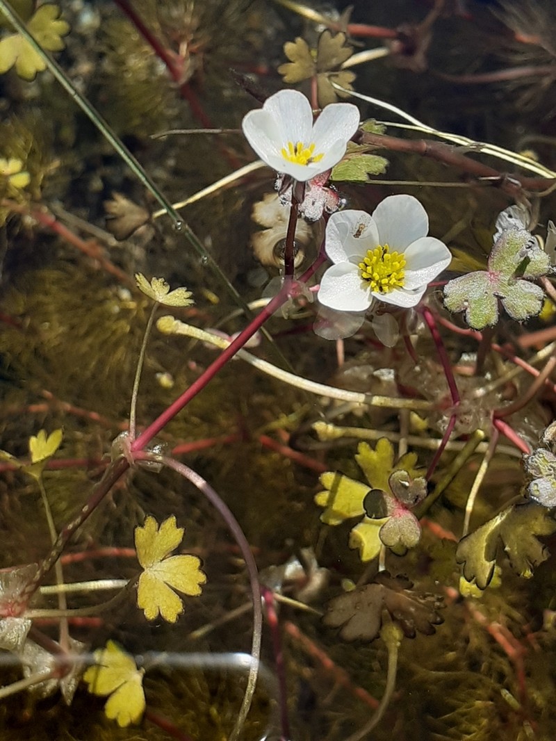 Ranunculus ololeucos photo 7