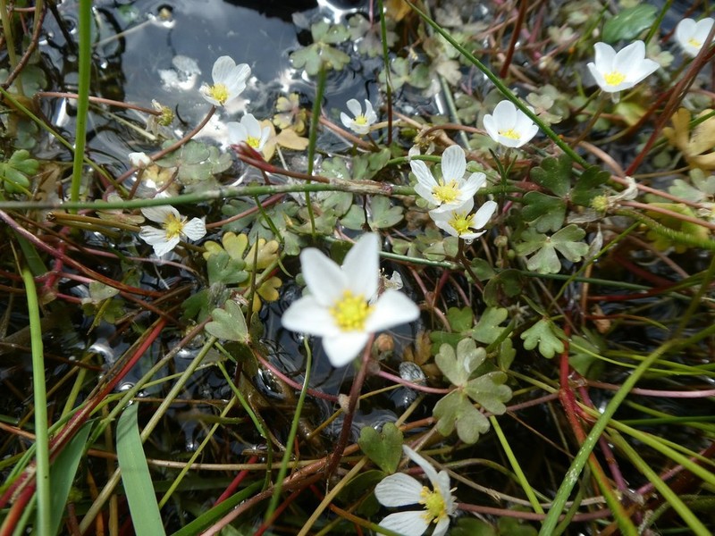 Ranunculus ololeucos photo 8