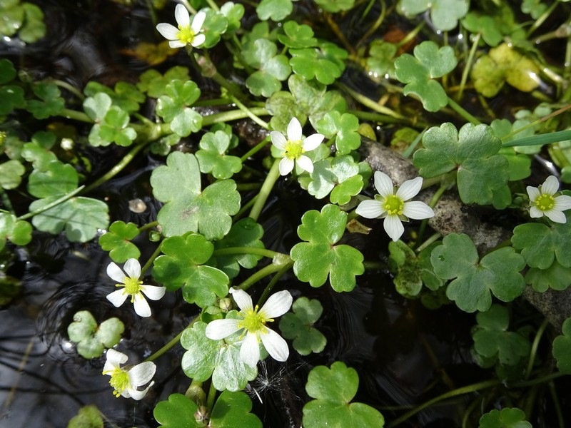 Ranunculus omiophyllus