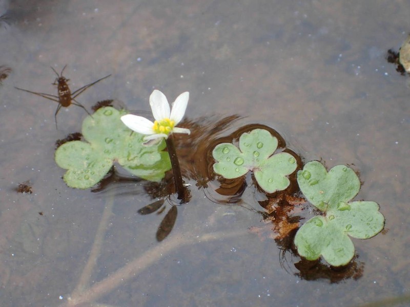 Ranunculus omiophyllus photo 2