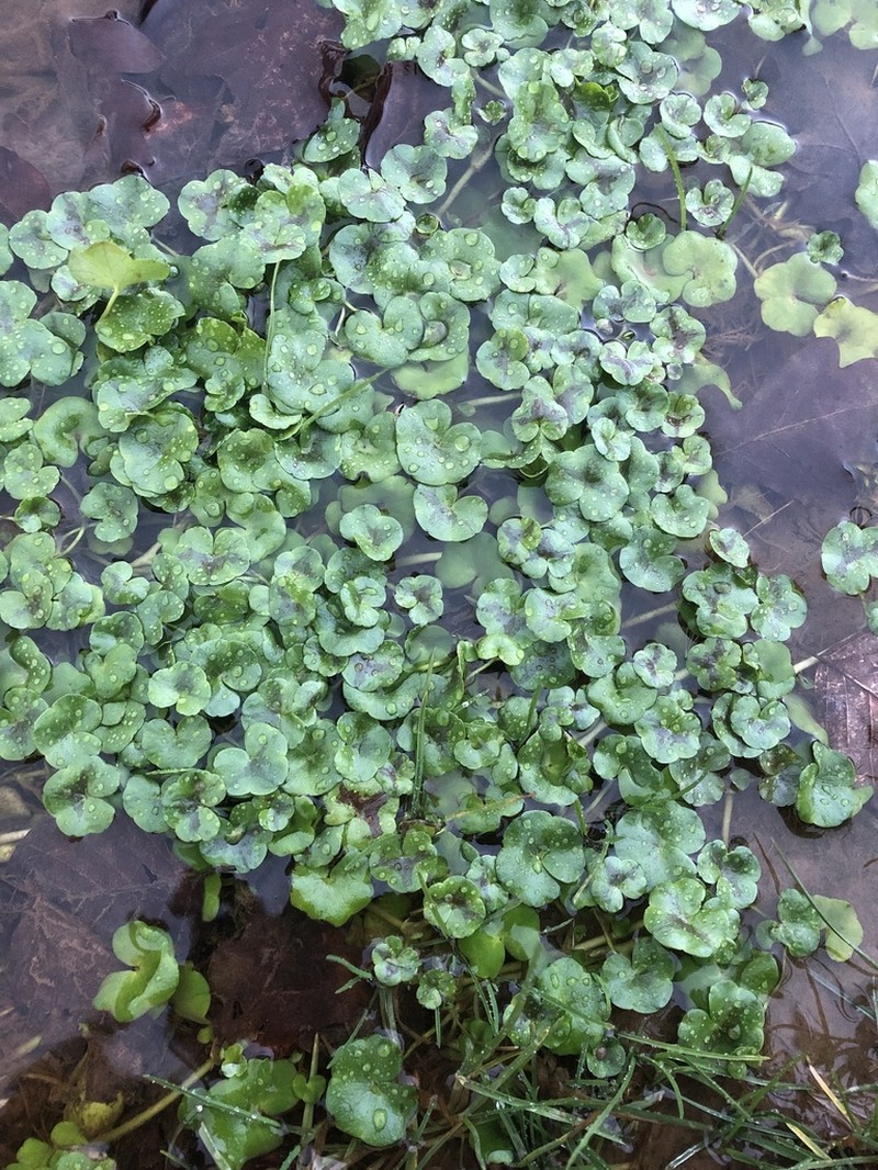 Ranunculus omiophyllus photo 3
