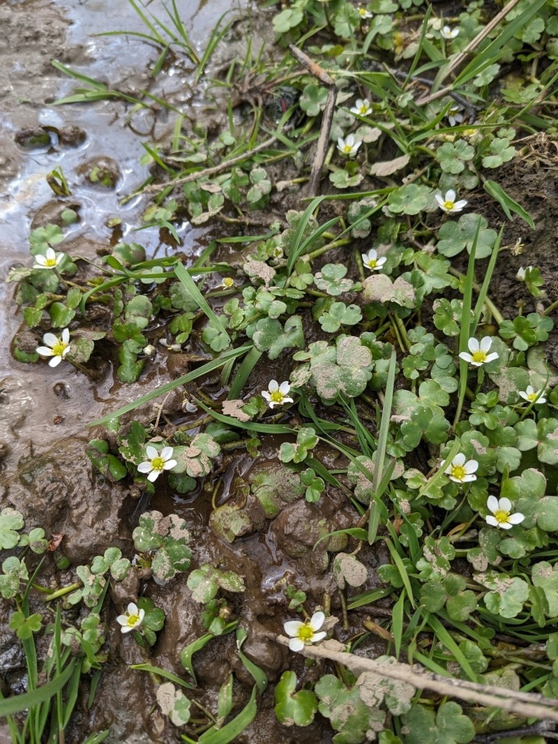 Ranunculus omiophyllus photo 4