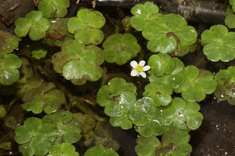 Ranunculus omiophyllus photo 5
