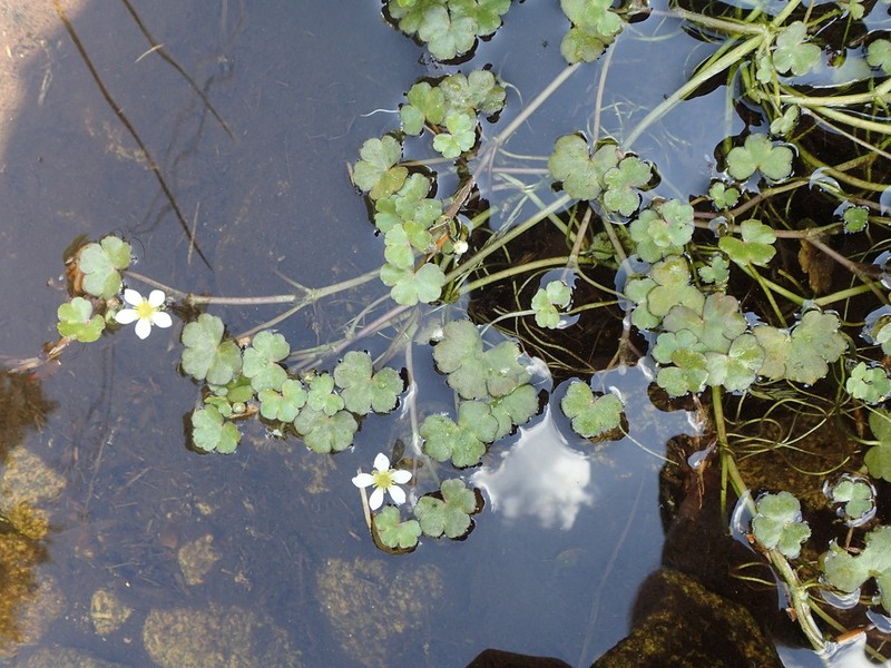 Ranunculus omiophyllus photo 6