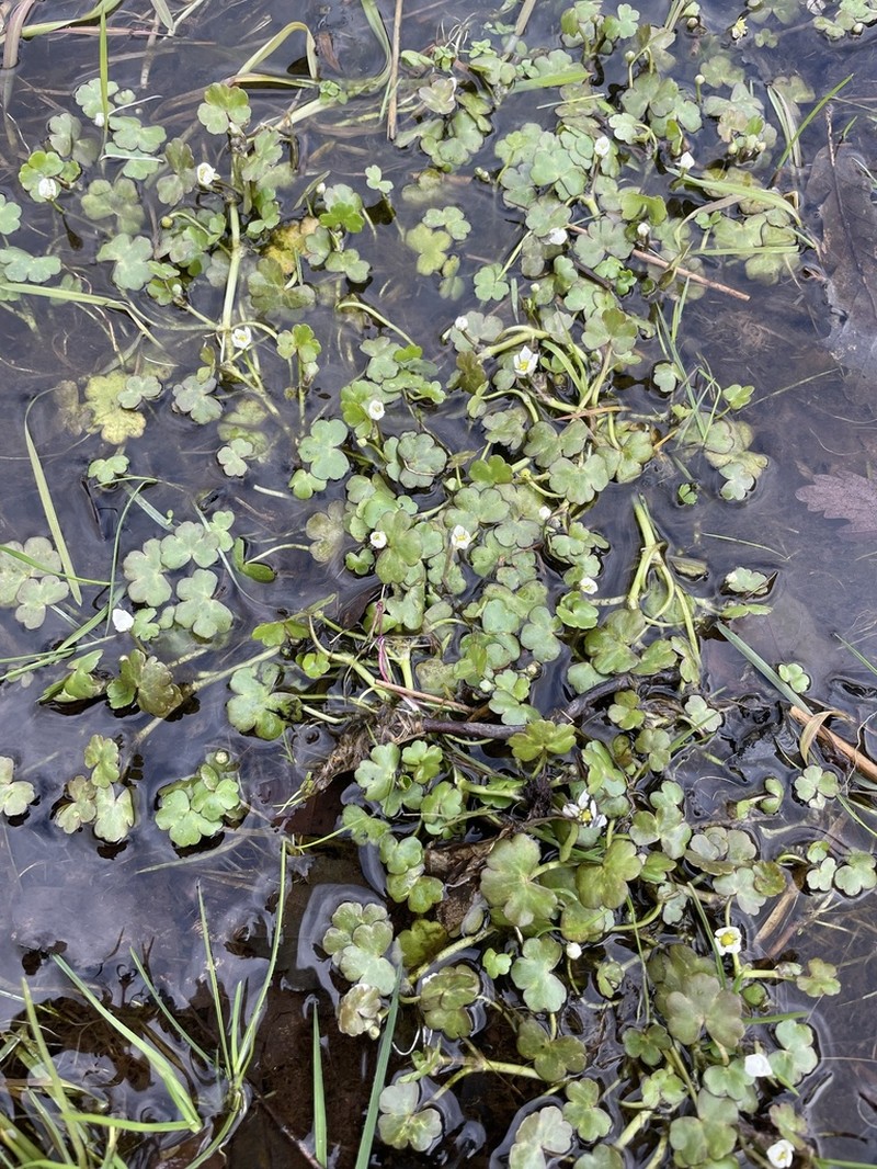 Ranunculus omiophyllus photo 7