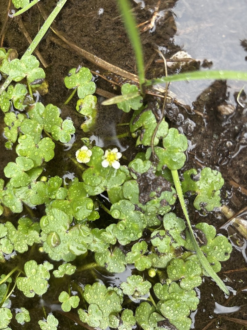 Ranunculus omiophyllus photo 8