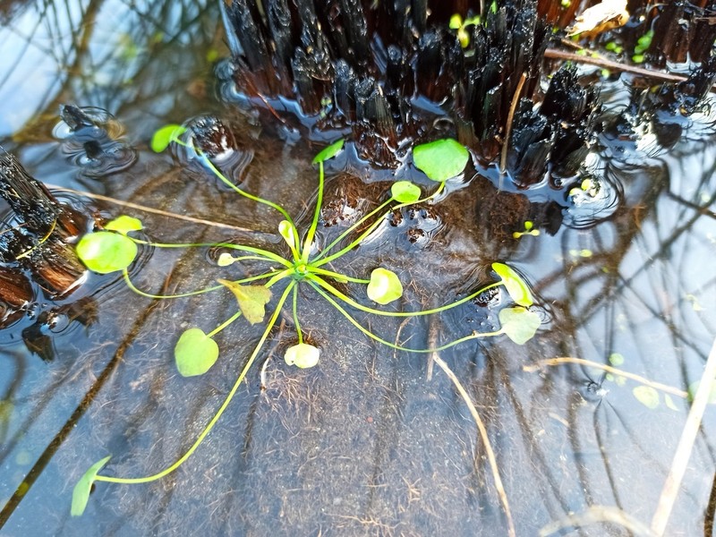 Ranunculus ophioglossifolius