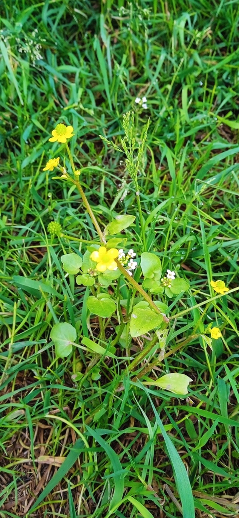 Ranunculus ophioglossifolius photo 2