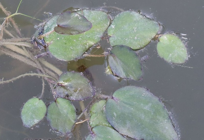 Ranunculus ophioglossifolius photo 4