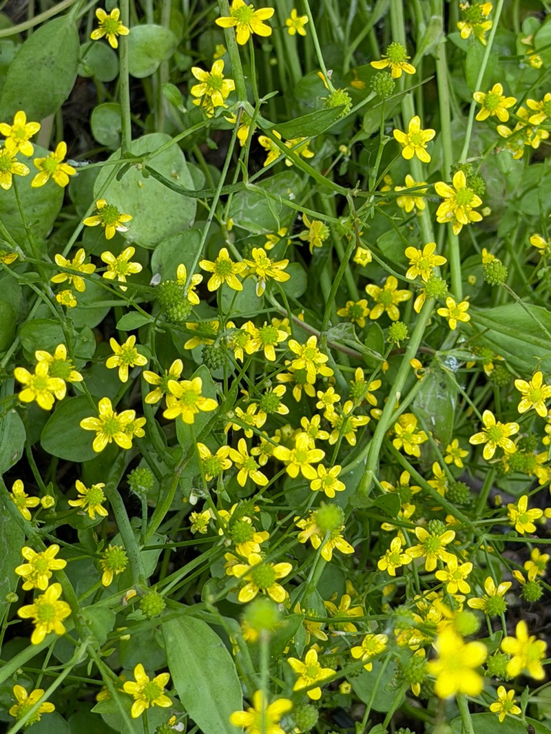 Ranunculus ophioglossifolius photo 5
