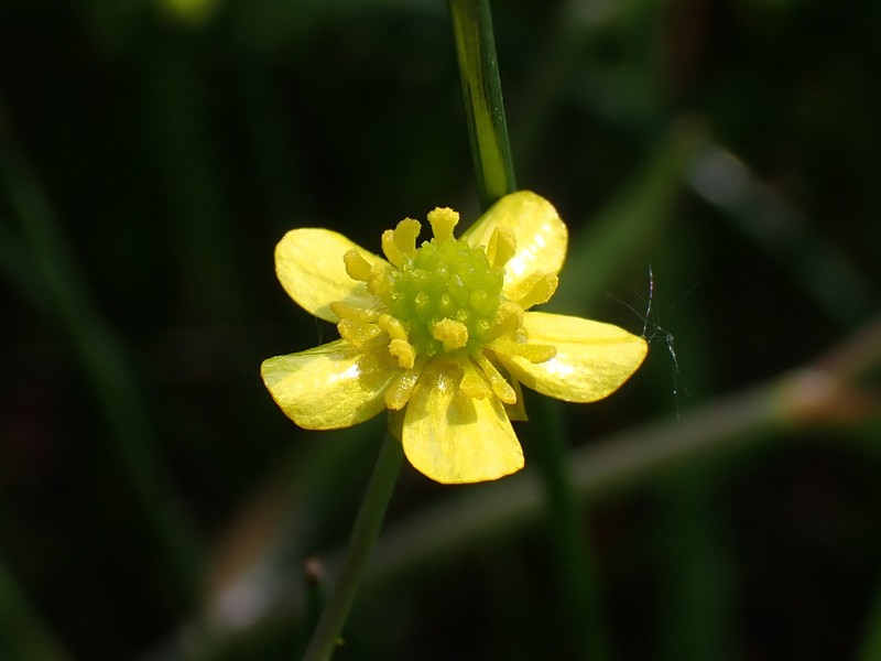 Ranunculus ophioglossifolius photo 6