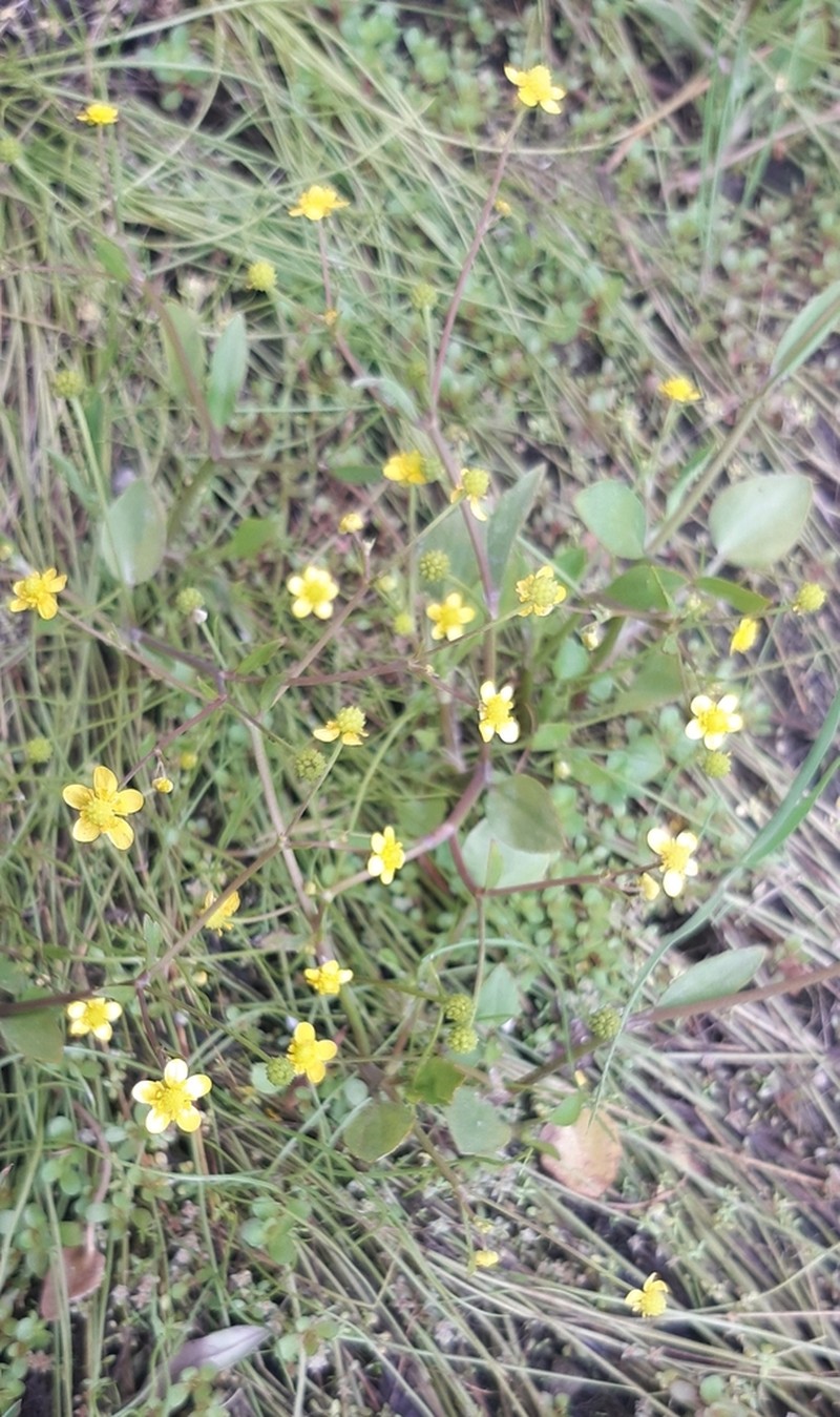 Ranunculus ophioglossifolius photo 7