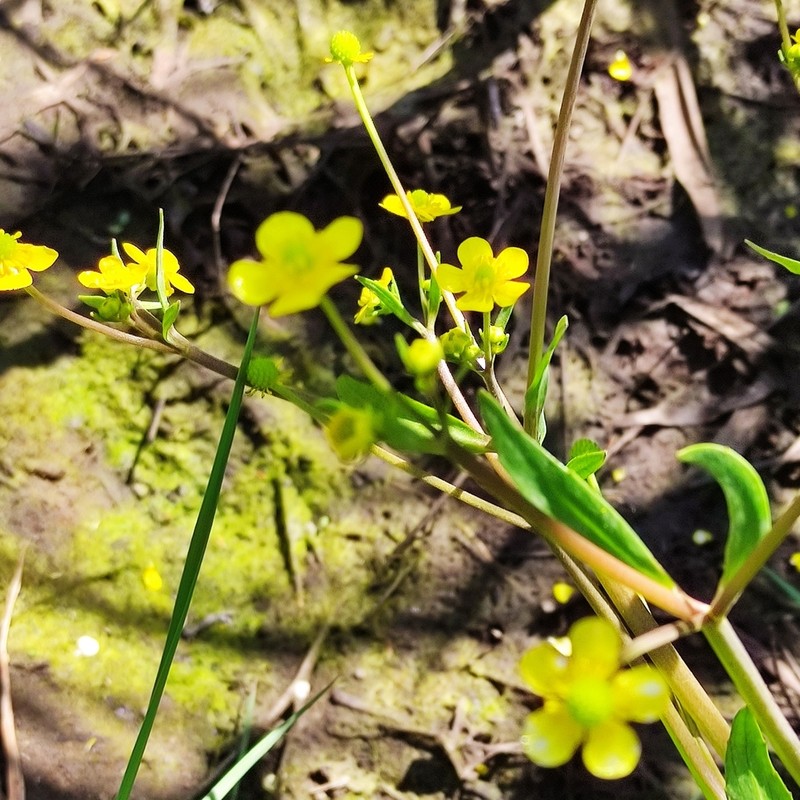 Ranunculus ophioglossifolius photo 8