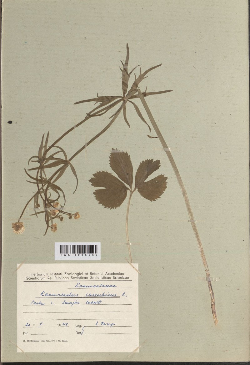 Ranunculus orbicans