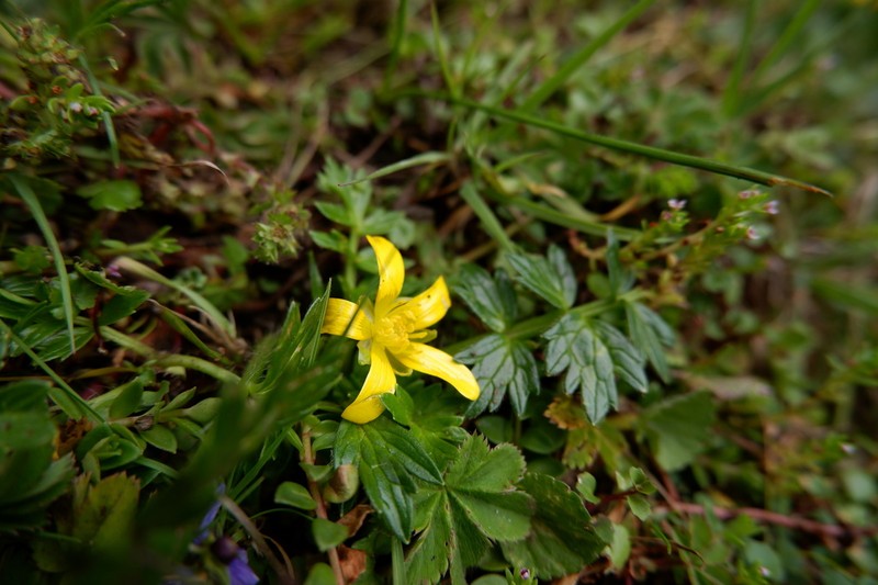 Ranunculus oreophytus