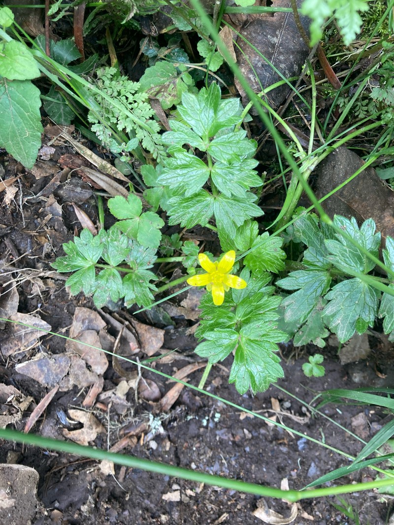 Ranunculus oreophytus photo 2