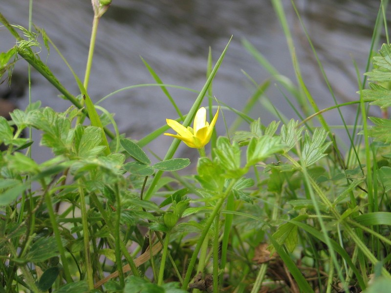 Ranunculus oreophytus photo 3