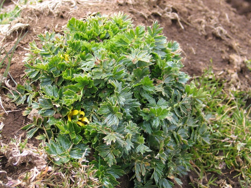 Ranunculus oreophytus photo 4