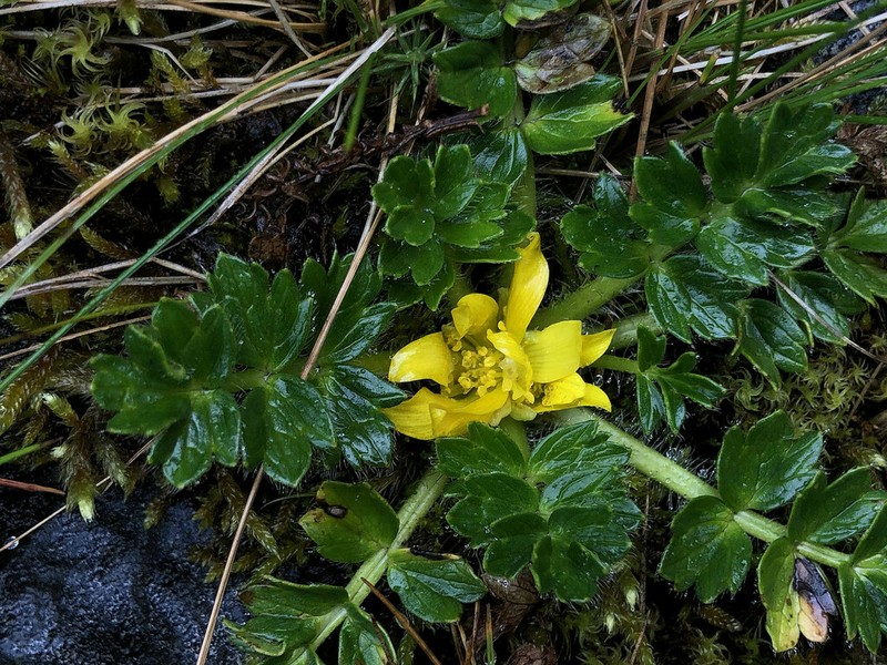 Ranunculus oreophytus photo 5