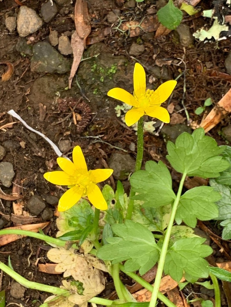 Ranunculus oreophytus photo 6
