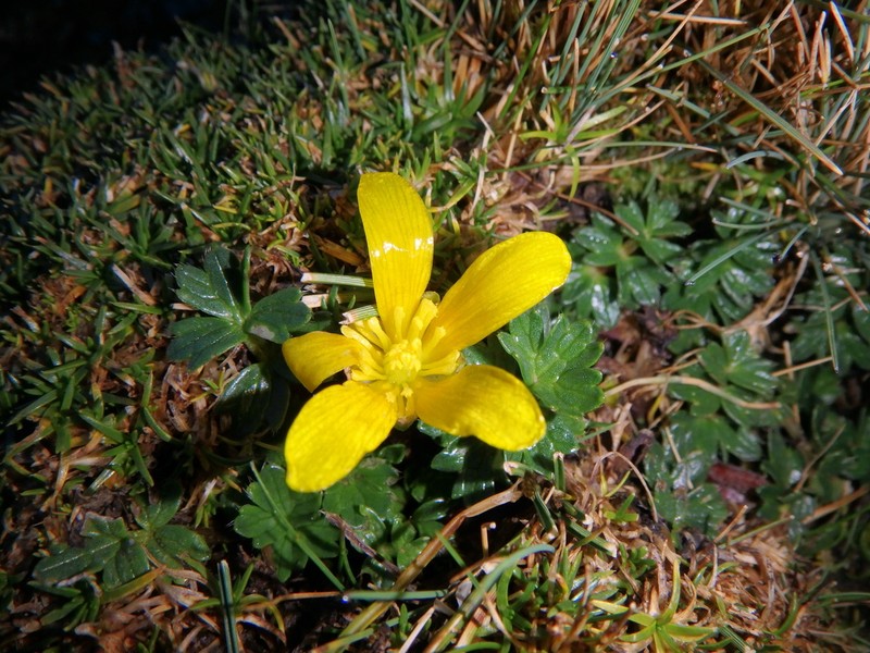 Ranunculus oreophytus photo 7