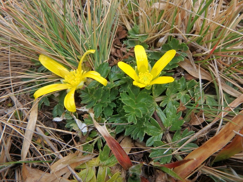 Ranunculus oreophytus photo 8