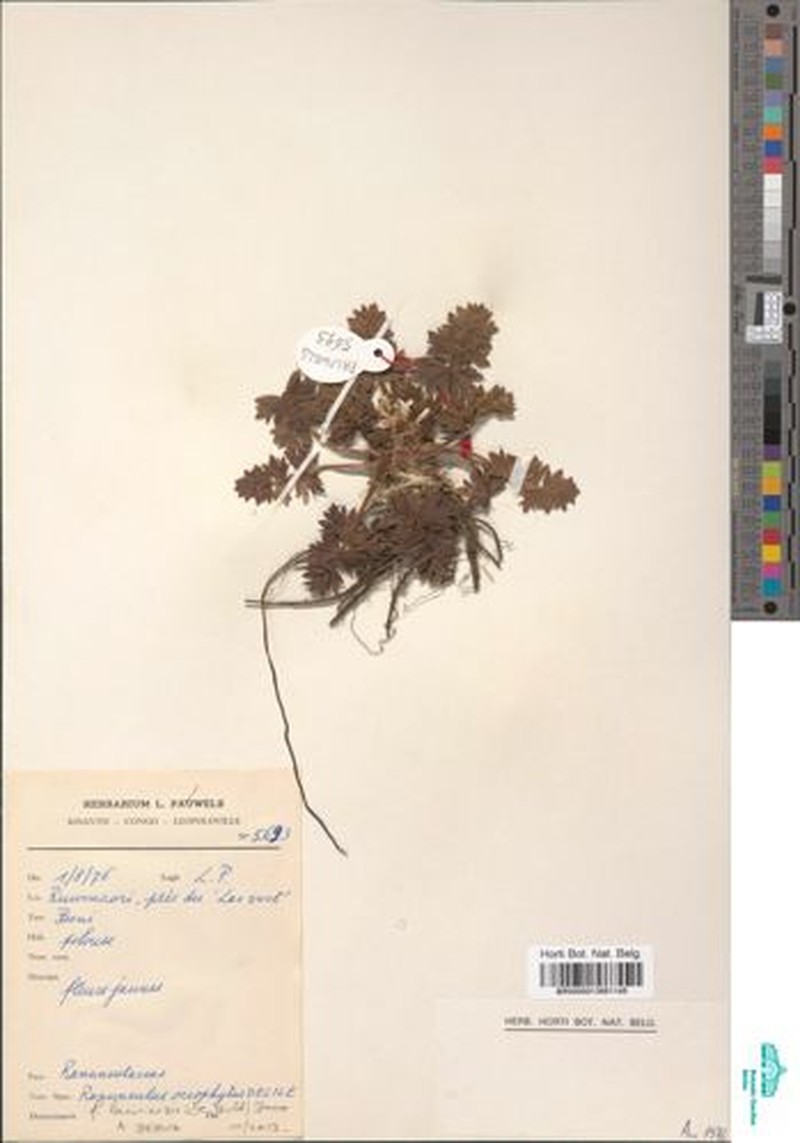 Ranunculus oreophytus var. oreophytus photo 2