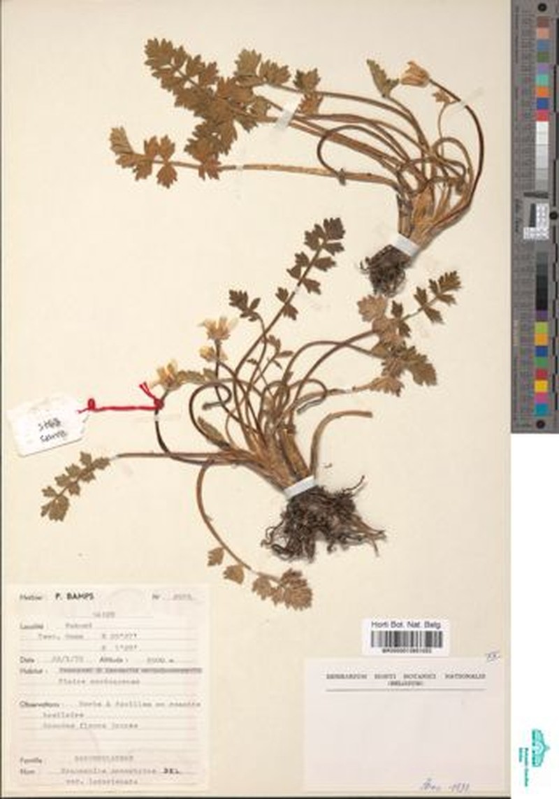 Ranunculus oreophytus var. oreophytus photo 3