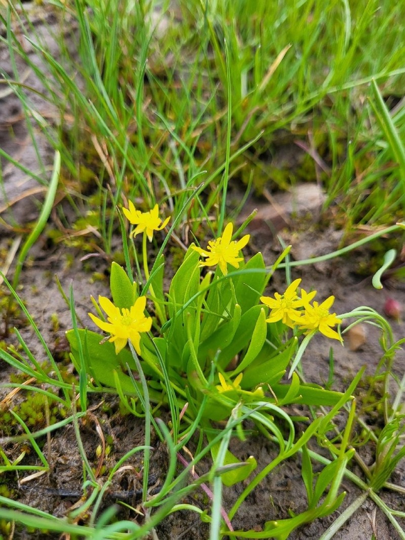 Blue Mountain Buttercup