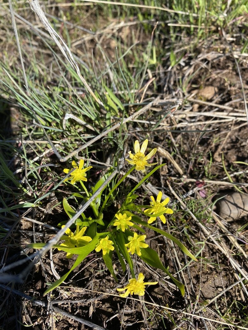 Blue Mountain Buttercup photo 3