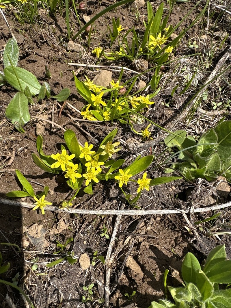 Blue Mountain Buttercup photo 4