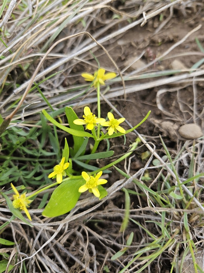 Blue Mountain Buttercup photo 6