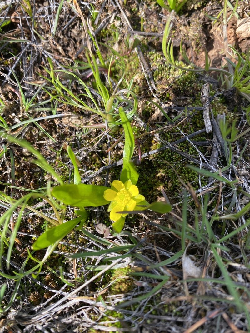 Blue Mountain Buttercup photo 7