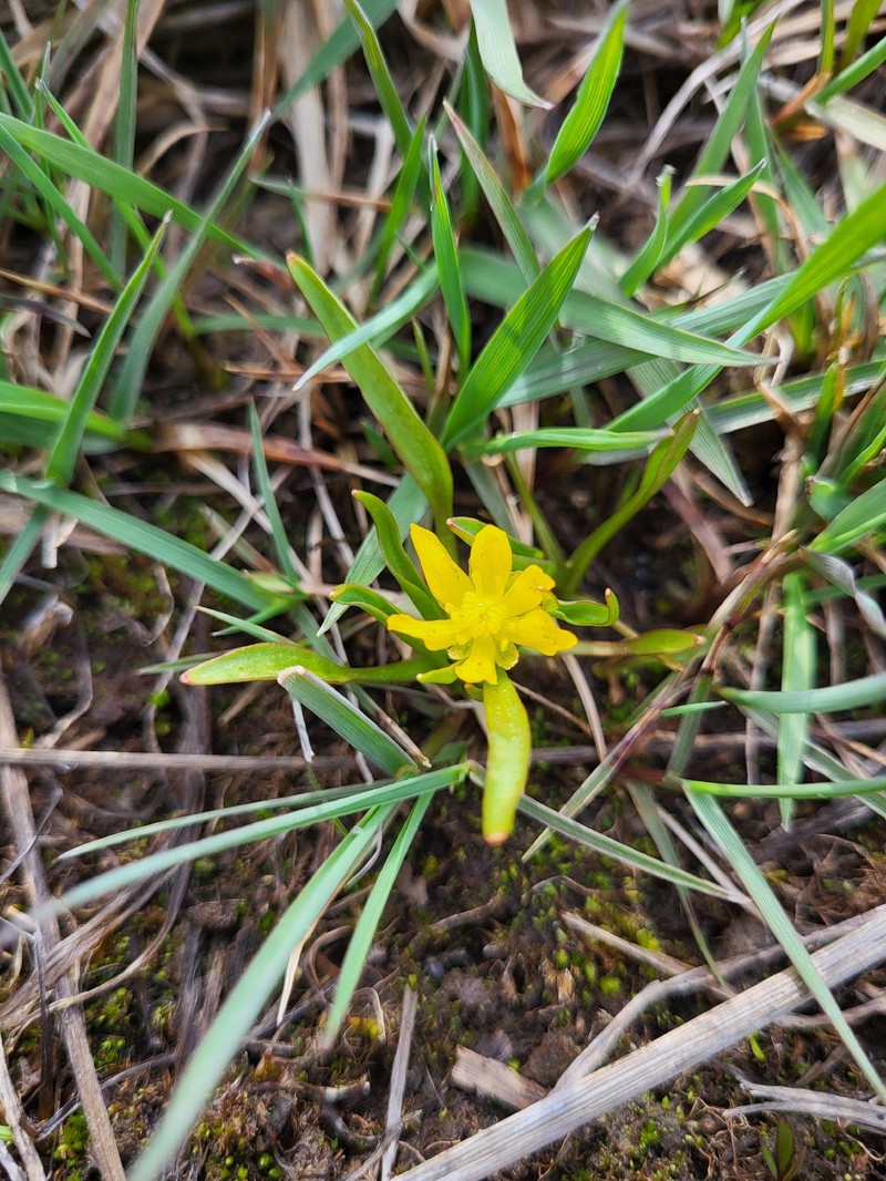 Blue Mountain Buttercup photo 8