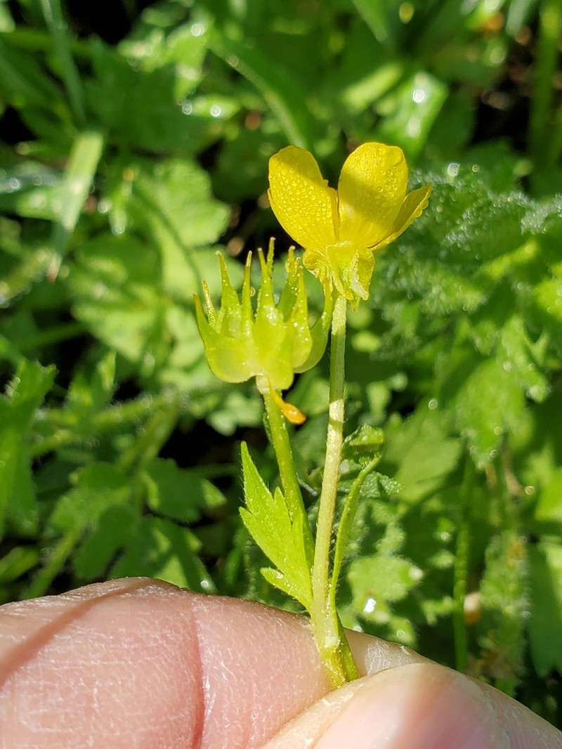 Straightbeak Buttercup