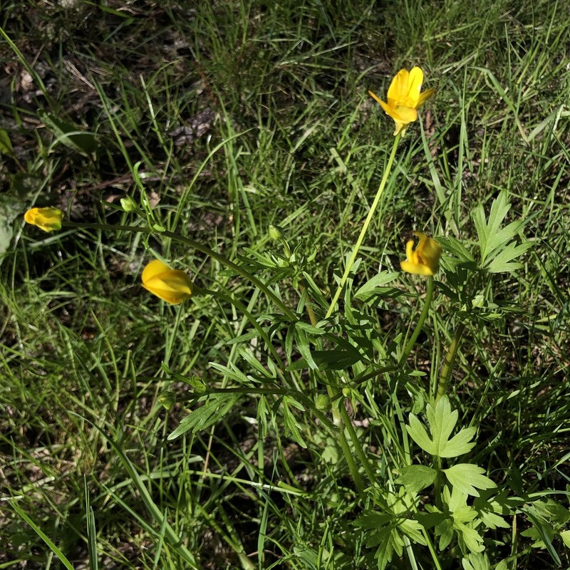 Straightbeak Buttercup photo 4