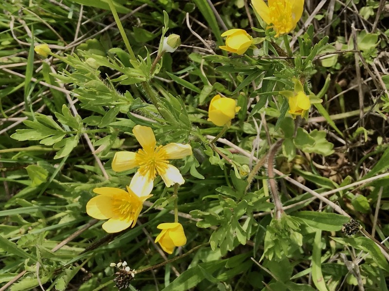 Straightbeak Buttercup photo 5